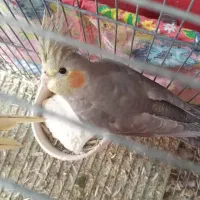 عروس هلندی ۵ماهه|پرنده|سردرود, |دیوار