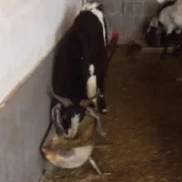 پازن جوان هیکلدار دماغی