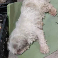 سگ خانگی نژاد شیتزو