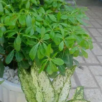 گل و گیاه|گل و گیاه طبیعی|تهران, آهنگ|دیوار