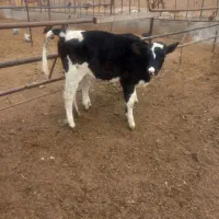 گاوشیری و گوساله نر ویک عدد گوساله ماده|حیوانات مزرعه|تربت جام, حافظ|دیوار