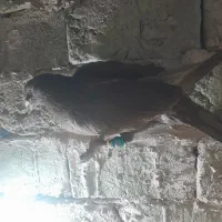 3 عدد سرخ|پرنده|سبزوار, شرق کال جنوبی (شمس آبادی)|دیوار