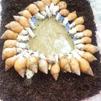 حلزون|خزنده|یزد, |دیوار