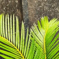 گل نخل سیکاس یوکا پروانه ای