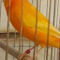 قناری رنگی|پرنده|شهرکرد, |دیوار