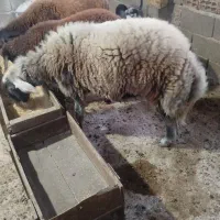 گوسفند نر هشت ماهه|حیوانات مزرعه|آق قلا, |دیوار