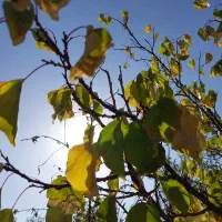 باغ-ویلا-در-خاوه-قم