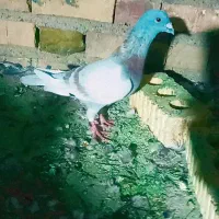 کبوتر مسجدی یا پیازی