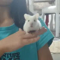 همستر بامزه