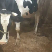 گاوتلیسه ابستن نزدیک زا|حیوانات مزرعه|دینور, |دیوار