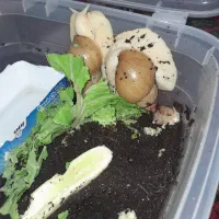 حلزون، خاویار ،