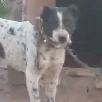 نیاز ب پولش دارم|سگ|بم, |دیوار