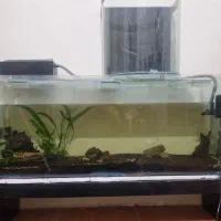 آکواریوم باکل وسایل و یک لجن خوار و حلزون صدف خوار