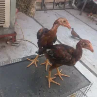 جوجه خروس لاری جفت 3500