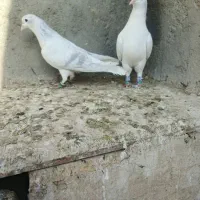 کبوتر|پرنده|مشهد, انصار|دیوار