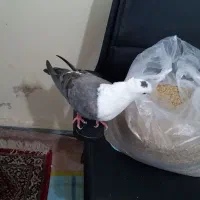 کبوتر