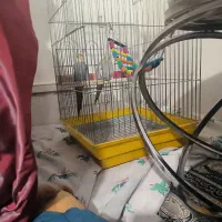 دو عدد عروس هلندی با قفس