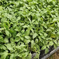 نشا گوجه 2466اصل تایلند
