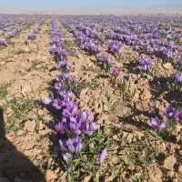 یک کیلو نگین درجه یک