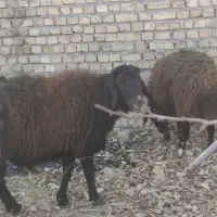 گوسفند/قوچ/سرحال