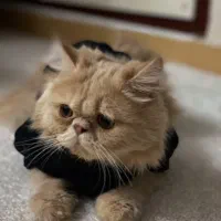 گربه نر (جفت گیری)