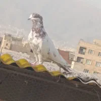 کبوتر عالی گرفتنی تیرماه