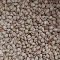 لوبیا چیتی درجه یک سرحد|خوردنی و آشامیدنی|شیراز, سعدیه شمالی|دیوار