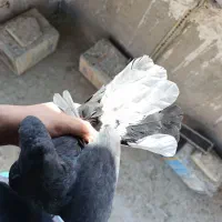 کبوتر دم سفید|پرنده|رباط‌کریم, آدران|دیوار