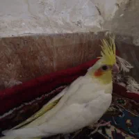 جوجه عروس هلندی یک ماه|پرنده|زاهدان, |دیوار