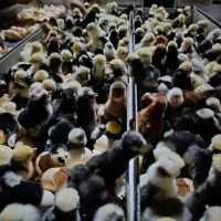 جوجه غاز ،اردک،مرغ