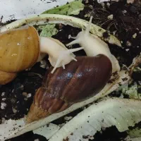 حلزون آچاتینا|خزنده|کرج, اتحاد|دیوار