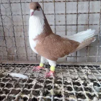 چند عدد کبوتر