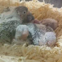 گیرینچیک رام و دستی و راهب