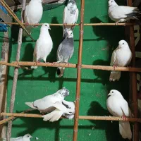 کبوتر پرشی به شرط