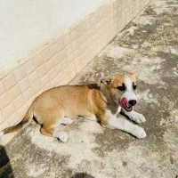 واگذاری سگ مخصوص اپارتمان