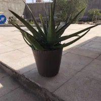 گل آلوورا سه ساله سرحال وشاداب|گل و گیاه طبیعی|کهن آباد, |دیوار