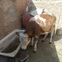 گوساله ماده|حیوانات مزرعه|مریوان, |دیوار