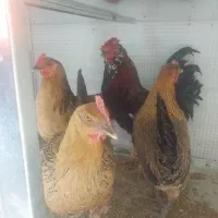 مرغ و خروس|حیوانات مزرعه|شیراز, کوشک میدان|دیوار