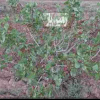 باغ میوه مامونیه