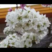 خانه باغ ویلایی وشنوه هده پایین