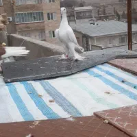 کبوتر اوجا لوتی اویناخ تضمینی