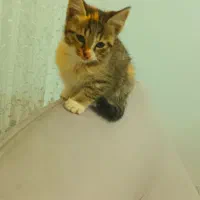 گربه نژاد DSH|گربه|قائمشهر, |دیوار