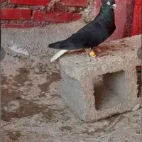 جوجه هیچ پر دم سفید شرط