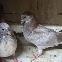 یک جفت جوجه کبوترسرور|پرنده|تهران, شهرک ابوذر|دیوار