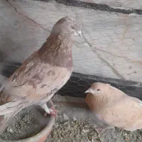 کفتر|پرنده|نسیم‌شهر, |دیوار