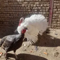 بوقلمون|حیوانات مزرعه|خرمدره, |دیوار