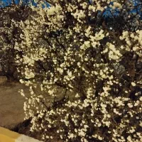 نگهداری ویلا و باغبانی