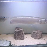 ماهی آروانا سیلور|ماهی|شاهینشهر, شهرک میلاد|دیوار