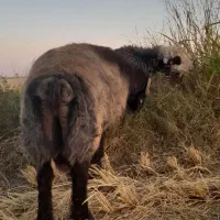 قوچ|حیوانات مزرعه|بانش, |دیوار