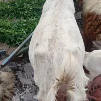 بز ماده دوقلو زا و یک قلو اولین شکم و‌دوتا ابستن|حیوانات مزرعه|اهواز, گلدشت|دیوار